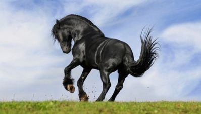 Have you heard the latest scam that involves a horse some lard and a dildo?