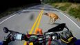 Video: Watch a motorcyclist hit and deer and then drive off