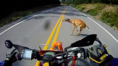 Video: Watch a motorcyclist hit and deer and then drive off