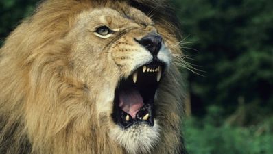 Tweet of the Day: UK police in hunt for lion… well, most of them