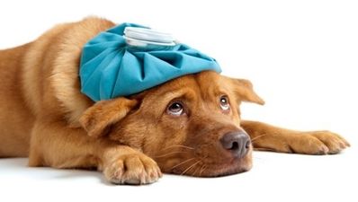 All-Ireland ticket frenzy upsets Galway dog and the GAA’s bulging suggestion box