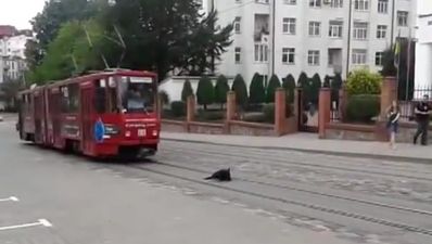 Video: This dog is a dick…