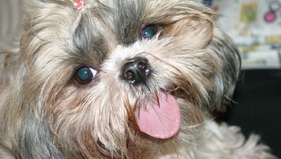 Video: Man is now this dog’s best friend