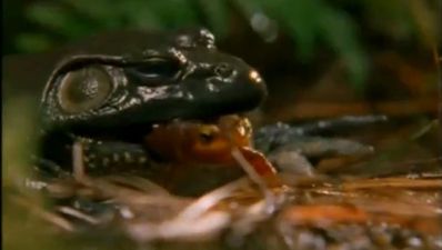 Video: Damn nature, you scary