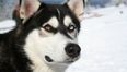 Video: Husky sings to Gwen Stefani… and makes it sound better