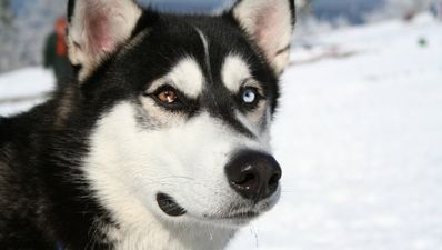 Video: Husky sings to Gwen Stefani… and makes it sound better