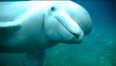 Beluga whale makes ‘human-like’ sounds… uh oh
