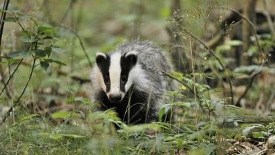 Tweet of the Day: What a celebrating badger looks like