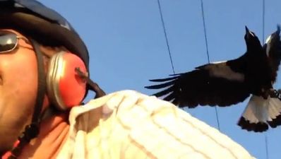 Video: Cyclist records dive-bombing magpie