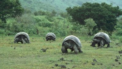Mass poisoning to take place on the Galapagos Islands
