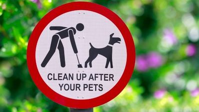 UK council wants to set up CSI dog-doo unit
