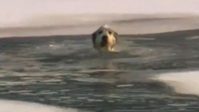 Video: Watch two men heroically save a dog from freezing water