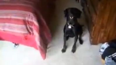 Video: This dog’s reaction is absolutely priceless