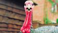 Why are Italian turkeys ruining Ireland’s Christmas?