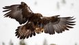 Video: Golden eagle tries to snatch a baby