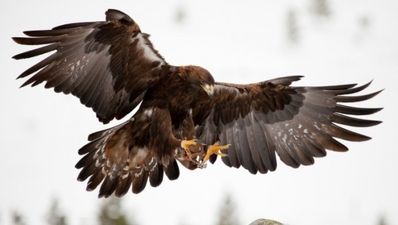 Video: Golden eagle tries to snatch a baby