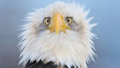 Video: Turns out the eagle video wasn’t real after all