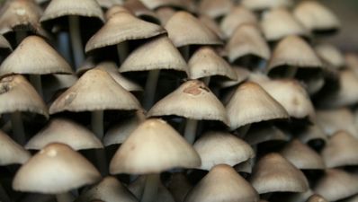 Was Santa on shrooms?