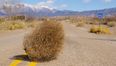 Video: Watch as tumbleweed engulfs a car in Texas