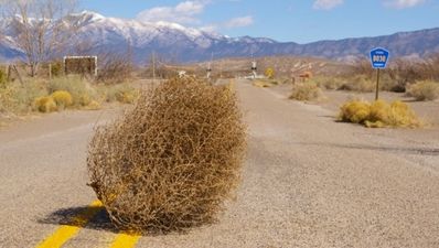 Video: Watch as tumbleweed engulfs a car in Texas