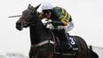 Sad day for horse racing as Darlan suffers fatal fall at Doncaster