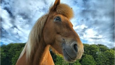 Ingredient found at Monaghan meat processor contained 75 per cent horse meat