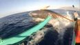 Video: You’d probably need a new pair of pants after getting this close to a whale