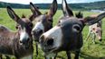 The horse meat found in beef products may be donkey