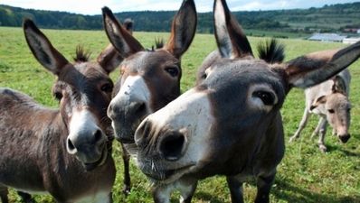 The horse meat found in beef products may be donkey