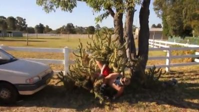 Video: Body slamming a cactus is not a good idea