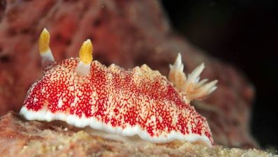 Meet the creature with a ‘disposable penis’