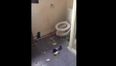 Video: Irish lads destroy a toilet after banger prank backfires