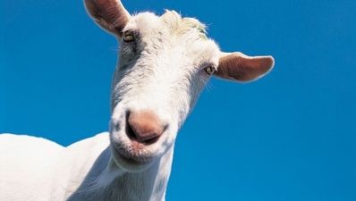 Video: Goats yelling like humans – Part 2