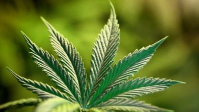 Scratch and sniff weed scented cards sent to UK households