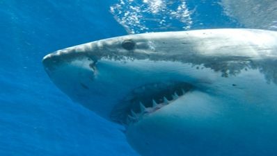 Video: Great white shark wriggles into diving cage