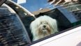 Barking Mad? Doggie seat belts could soon be the norm in Irish cars