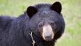 Video: One man’s very close encounter with a bear, and his very understandable reaction