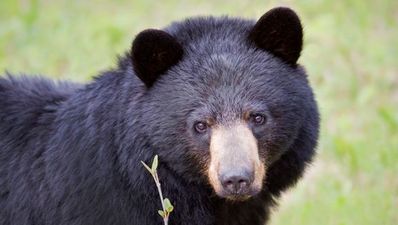 Video: One man’s very close encounter with a bear, and his very understandable reaction