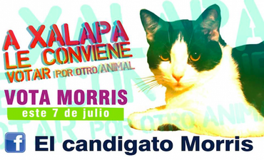There’s a cat running for mayor in Mexico