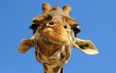 Vine: A funny giraffe telling a joke has won the Australian Vine Film Festival