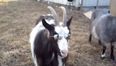 Video: Linda Martin destroys ‘Get Lucky’ with the help of some funky goats