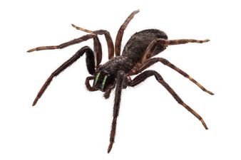 Vine: Start 2014 off by getting a newfound case of arachnophobia