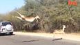 Video: Impala finds a unique way of escaping a cheetah
