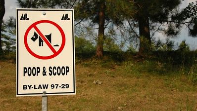 Video: Poo-litical protest outside Dáil as dog does business in full view of RTE News cameras