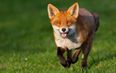 Man forced to call the cops after foxes have “abnormally long sex” in his garden