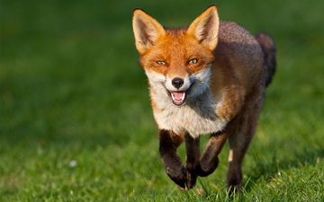Man forced to call the cops after foxes have “abnormally long sex” in his garden