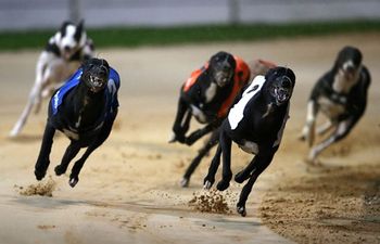 Video: Here’s how JOE’s Night at the Dogs in Galway went down