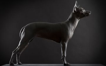 Pic: The dogs boll**ks – controversial ad in Mexico gets tongues wagging