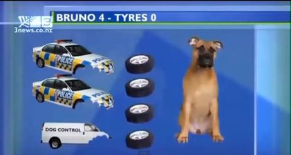Video: New Zealand news report captures dog tyre-attack with simple graphic