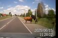 VIDEO: How’s (your father) Now Brown Cow – Dashcam captures the moment randy cows are hit by a car